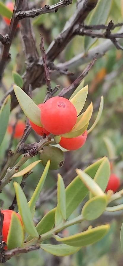 Osyris lanceolata fruit