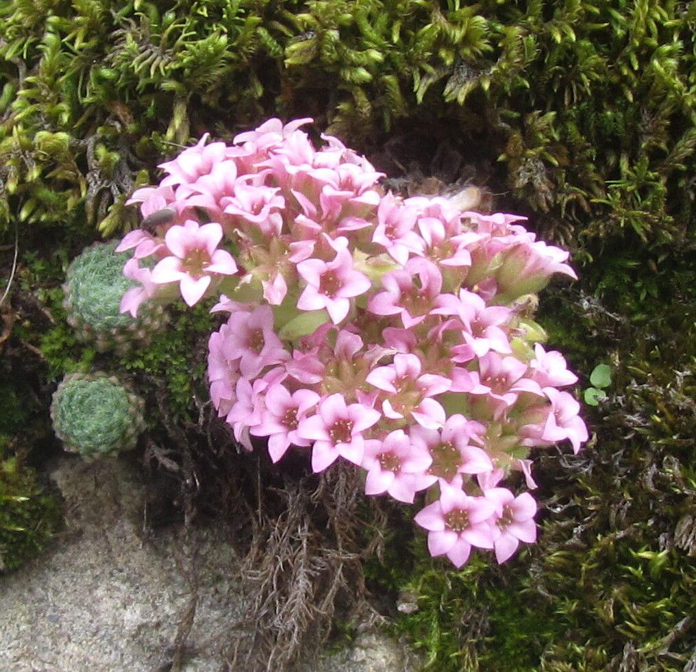 Prometheum pilosum — related species from the same genus