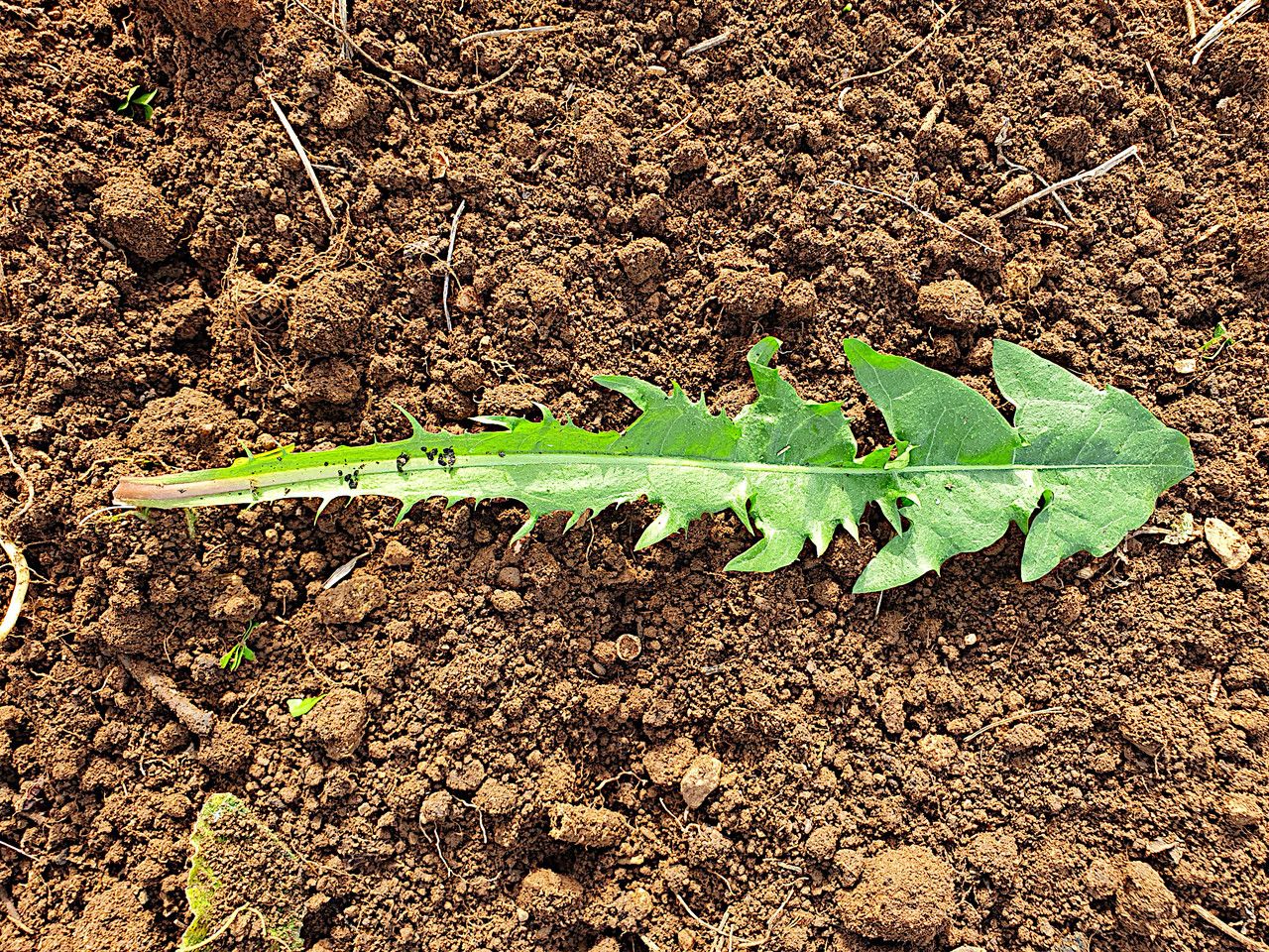 Taraxacum taraxacoides — search result for 'Taraxacum'