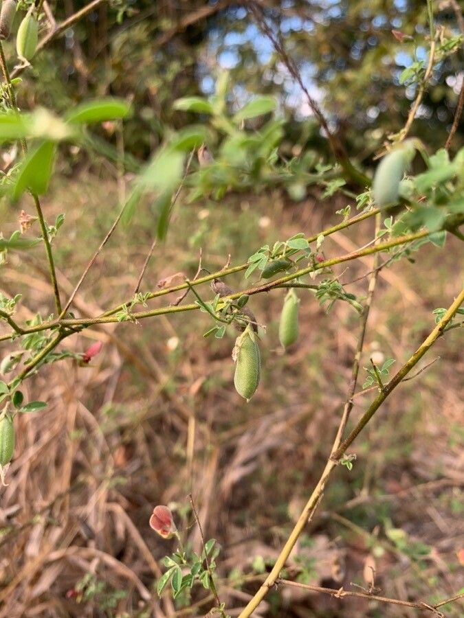 Crotalaria pumila fruit