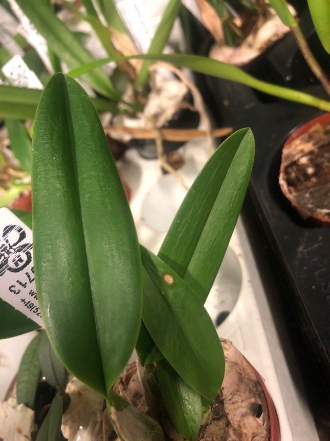 Laelia anceps — search result for 'Guatemala'