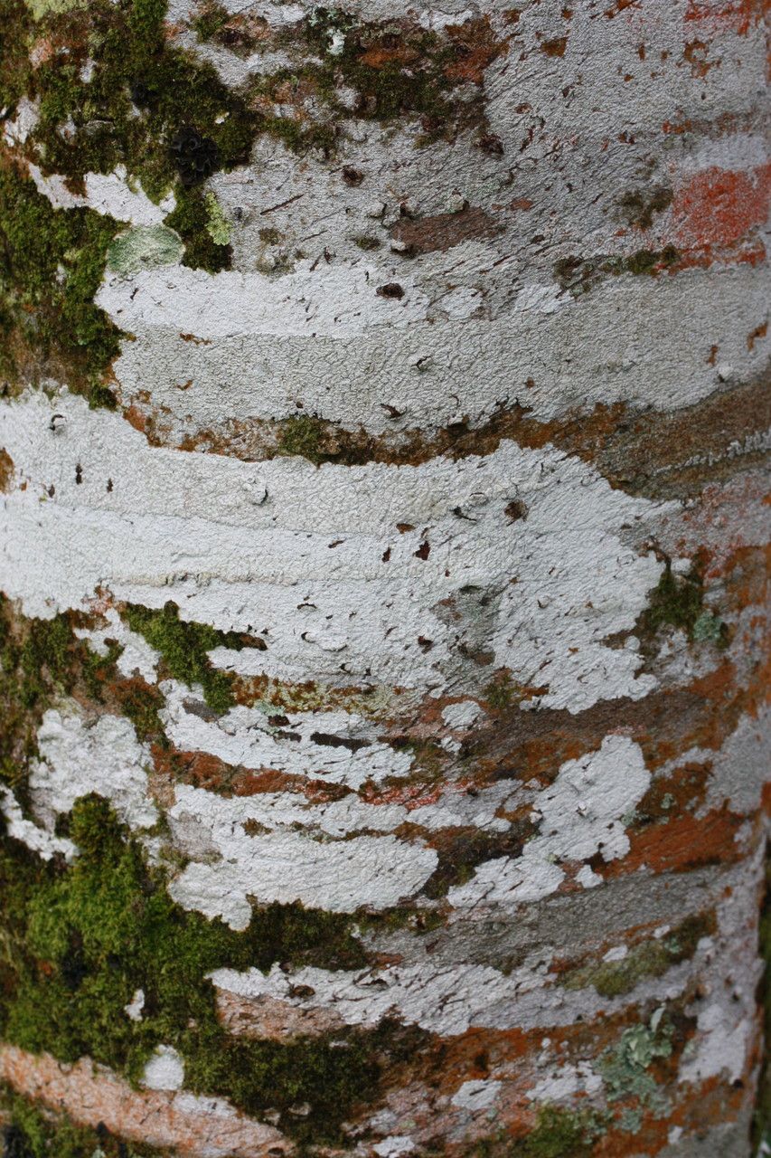 Inga punctata bark