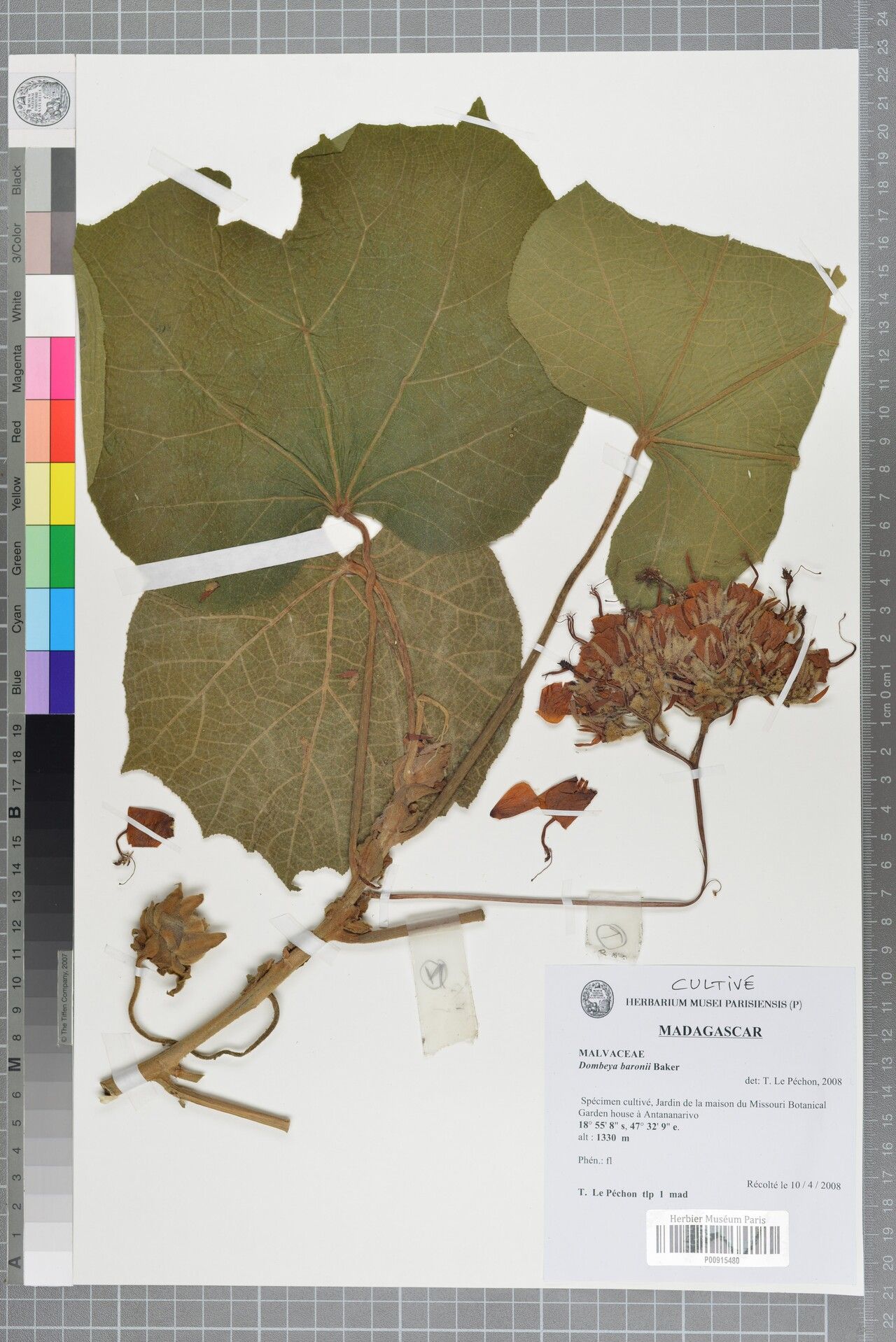 Dombeya baronii — houseplant care guide