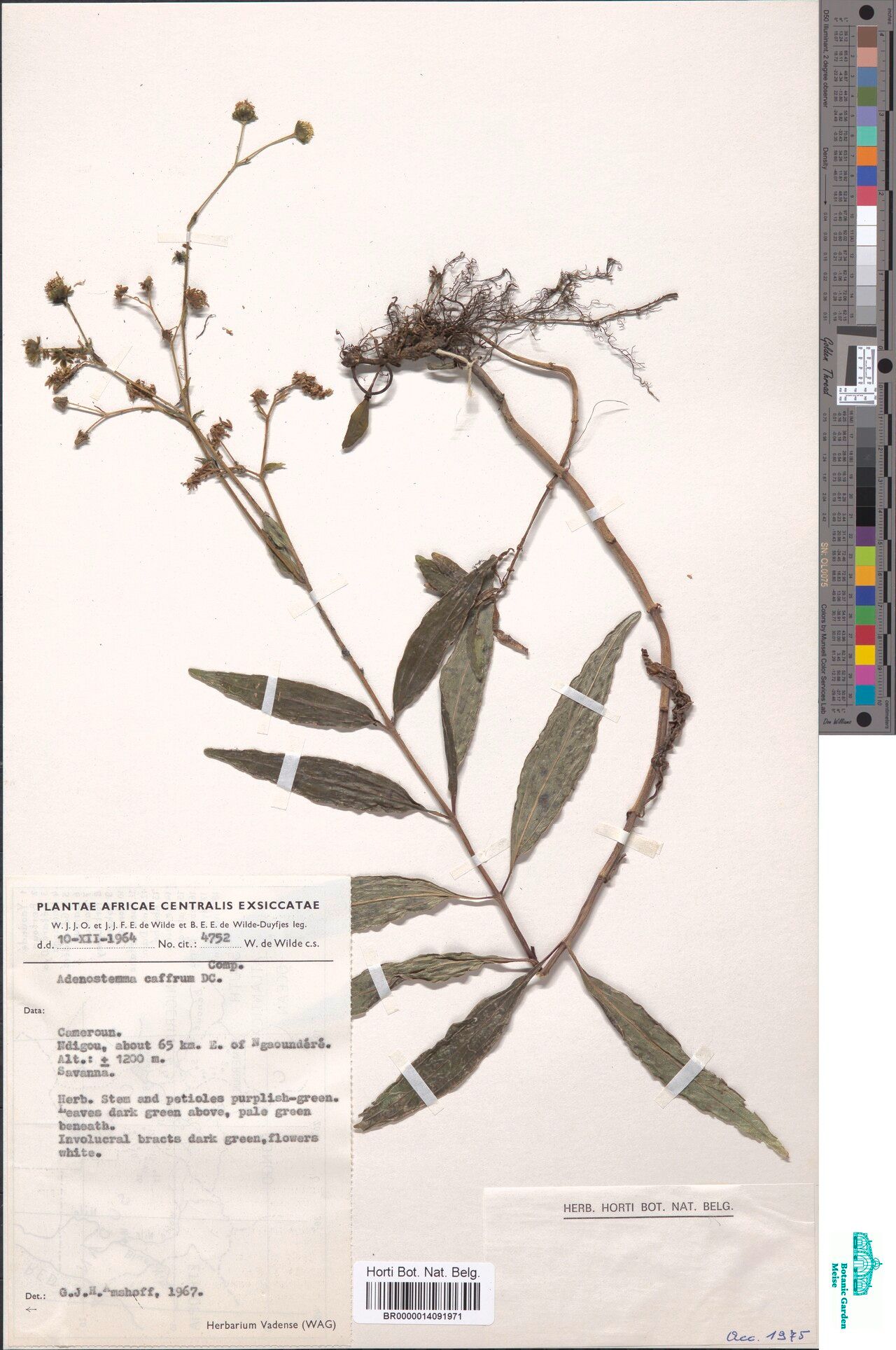 Adenostemma caffrum — related species from the same genus