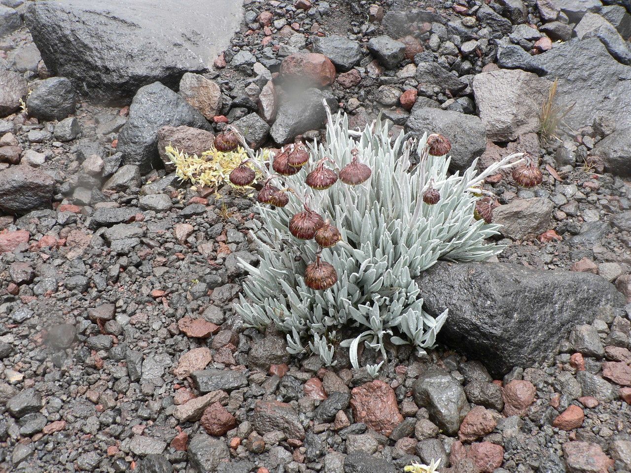 Senecio nivalis habit