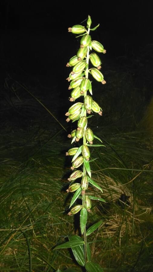 Epipactis leptochila fruit