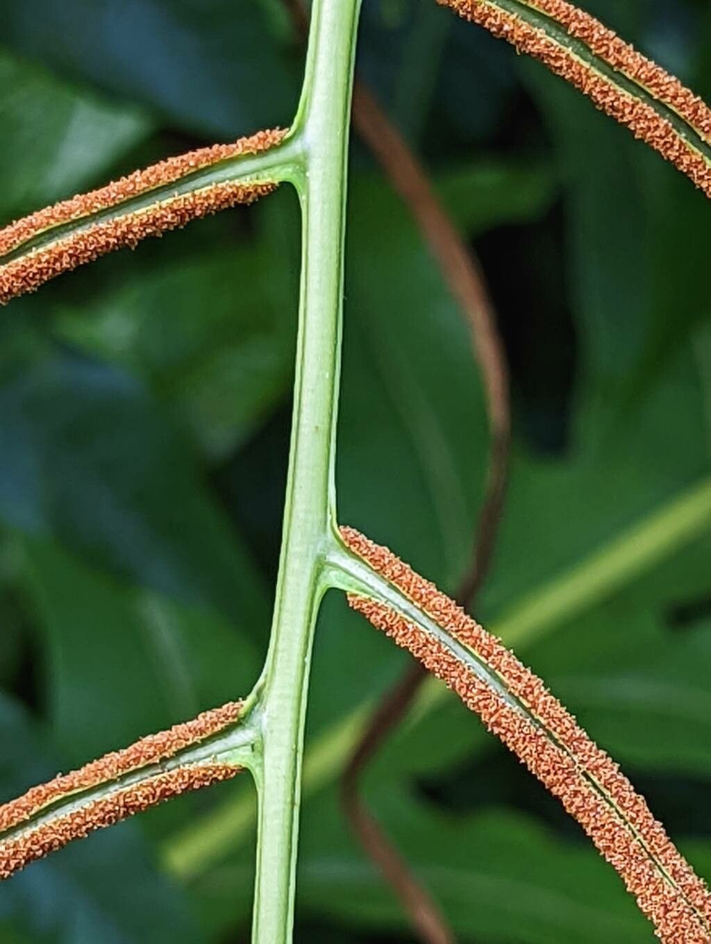 Aglaomorpha drynarioides fruit