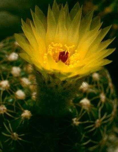 Parodia nothorauschii — houseplant care guide