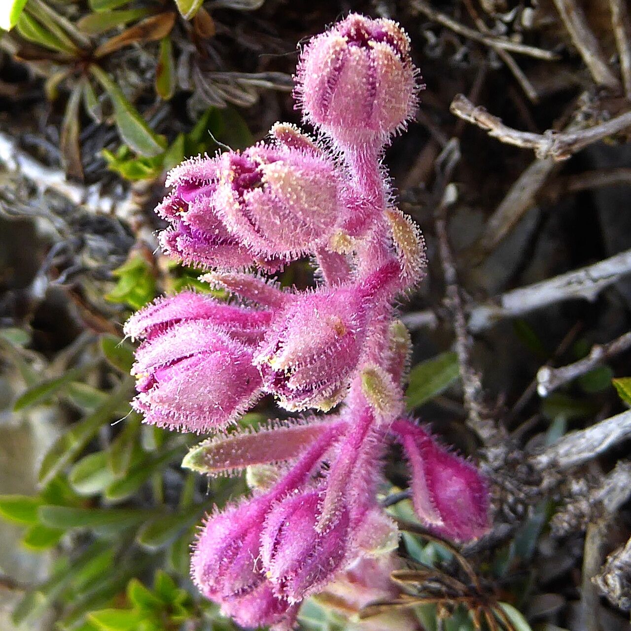 Saxifraga media flower