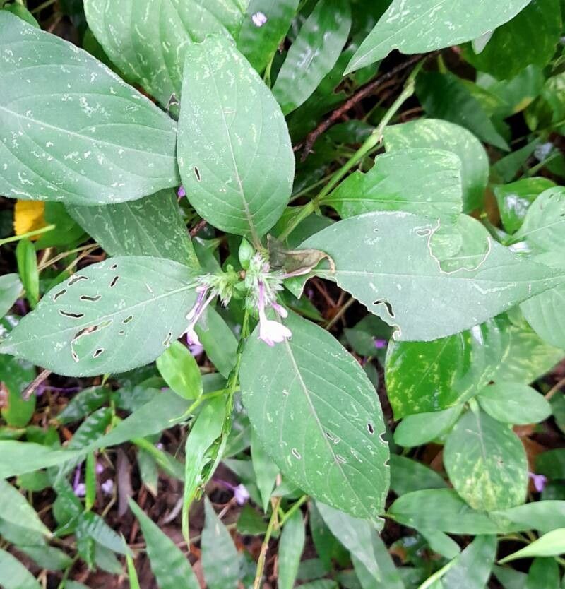 Justicia goudotii leaf