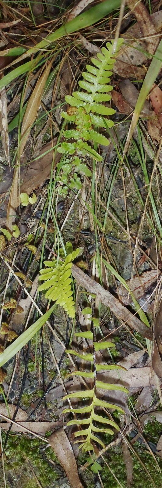 Asplenium capense habit
