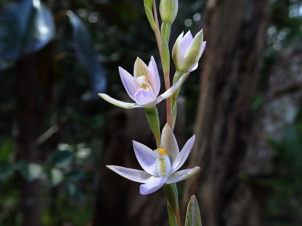 Thelymitra longifolia flower