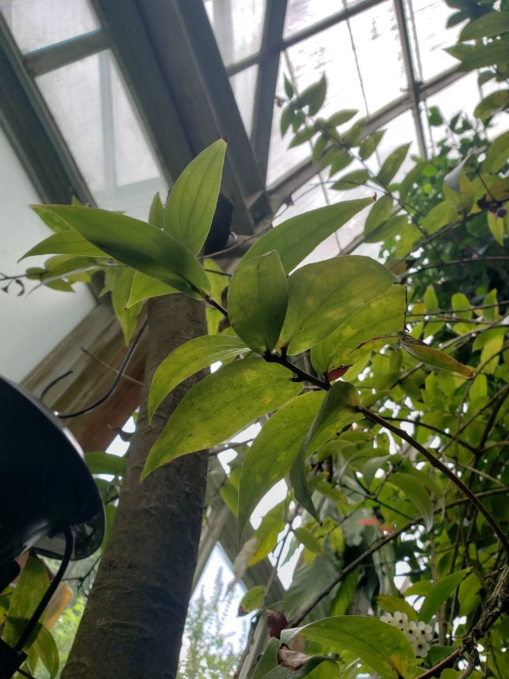 Macleania insignis — houseplant care guide