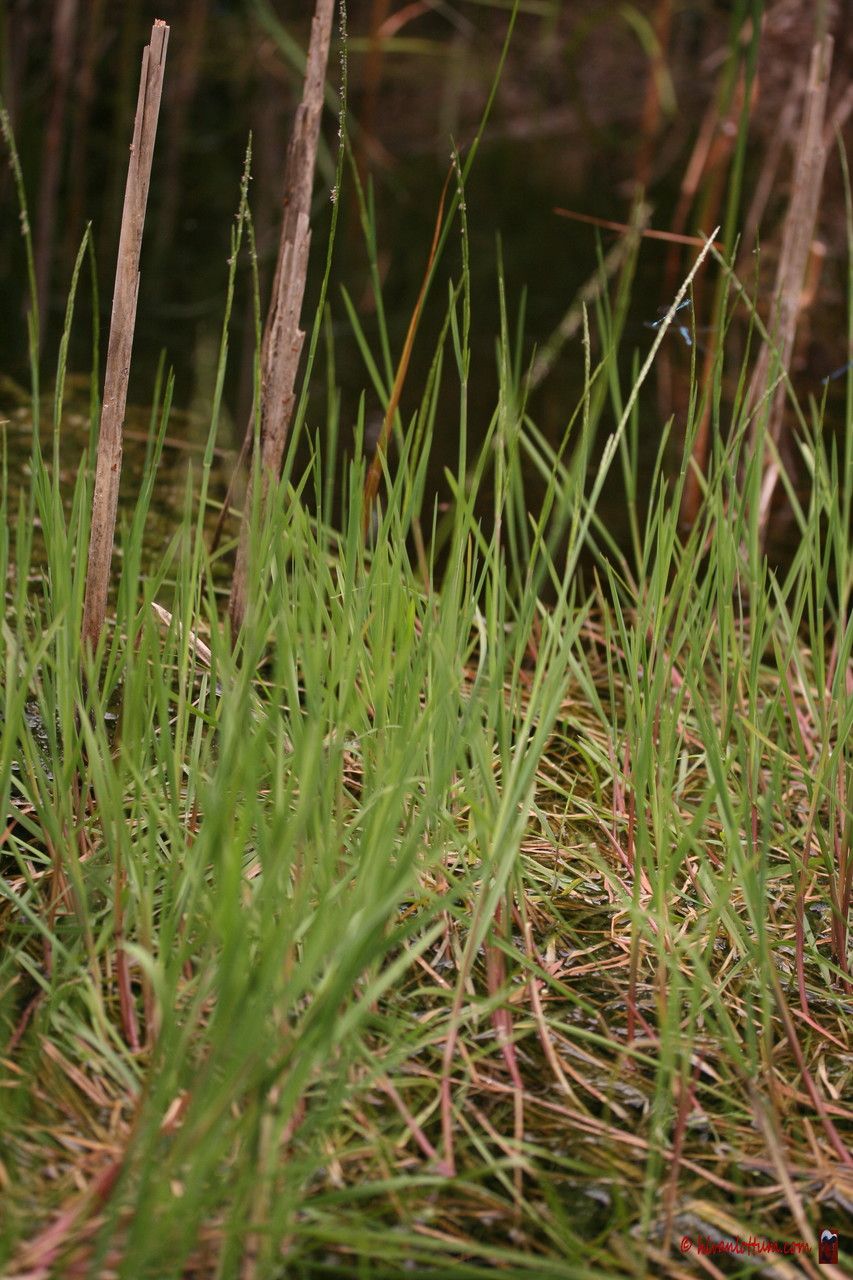 Parapholis strigosa habit
