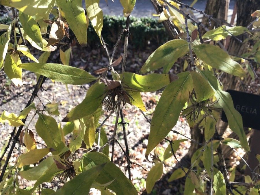 Abelia triflora flower
