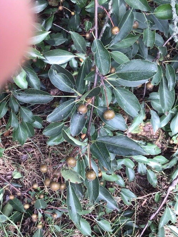 Pyrus pashia — search result for 'Nepal'