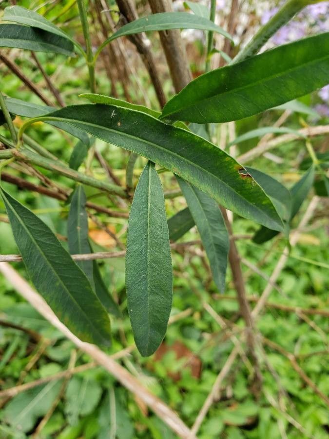 Coreopsis tripteris — search result for 'Eastern and central North America'