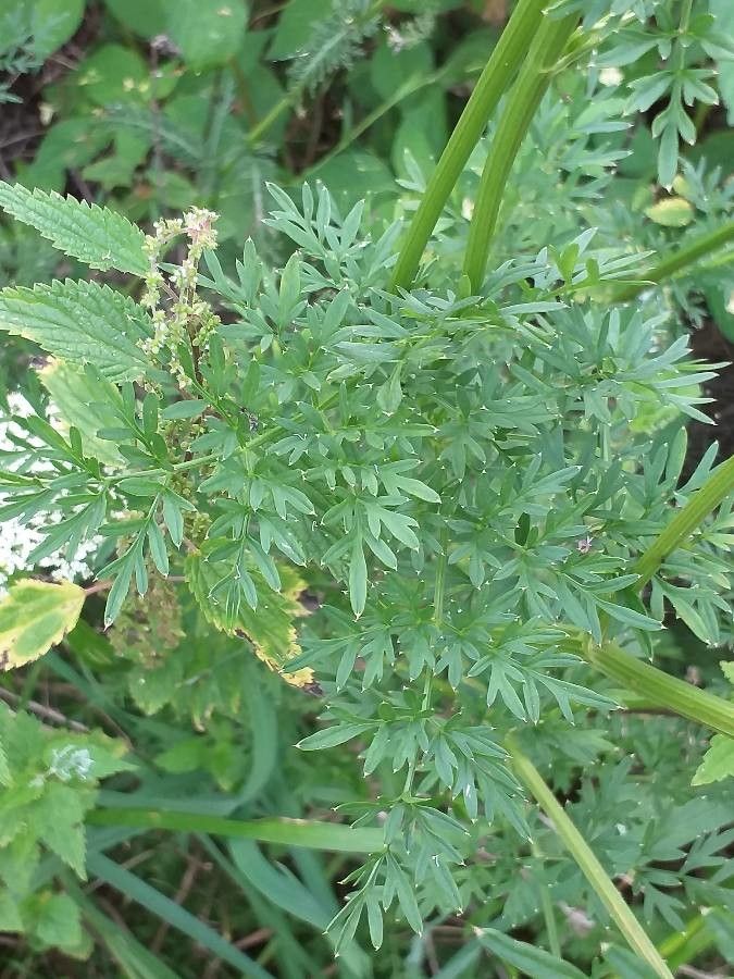 Selinum carvifolia — search result for 'Angelica'