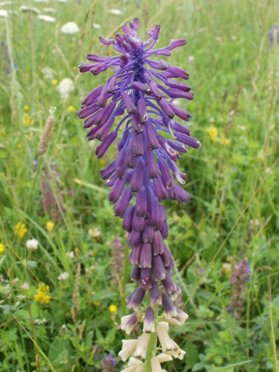 Muscari tenuiflorum — search result for 'Muscari'