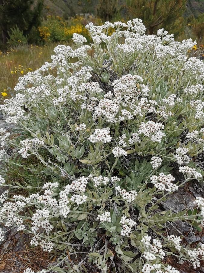 Helichrysum melaleucum habit