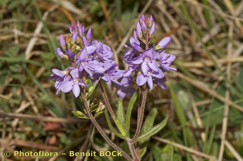 Veronica scheereri habit
