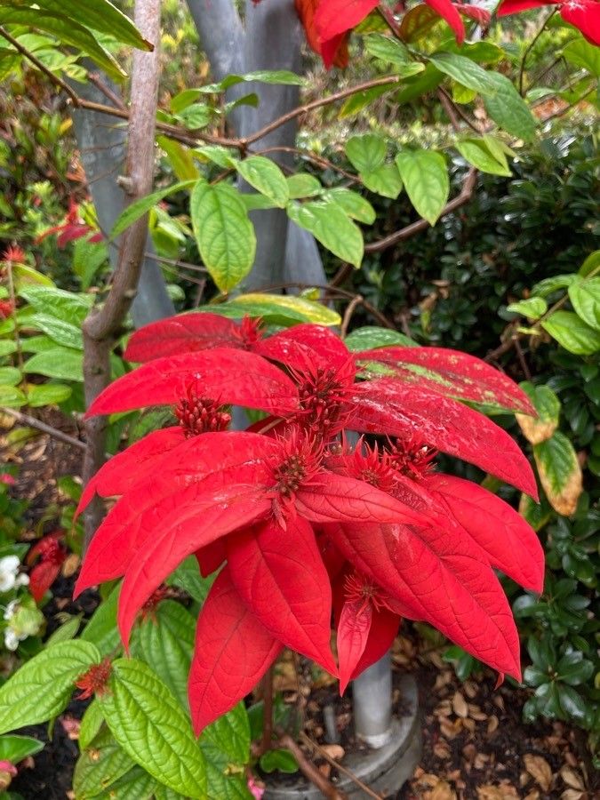 Combretum mussaendiflorum flower
