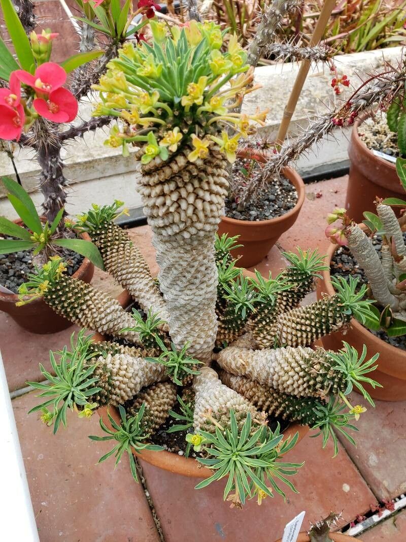 Euphorbia braunsii habit