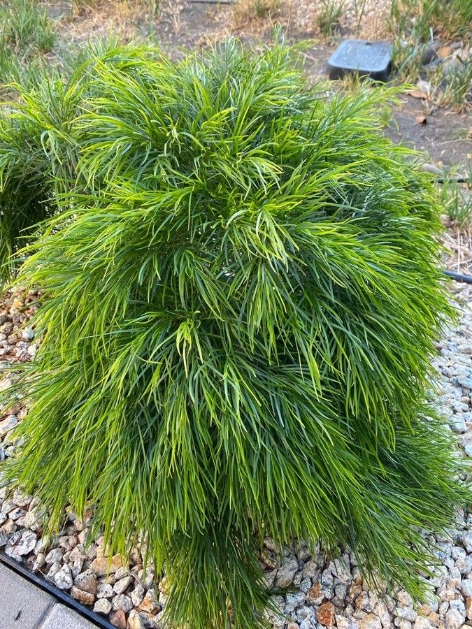 Acacia cognata — search result for 'Acacia'