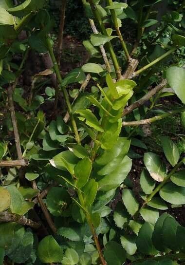 Griselinia scandens leaf