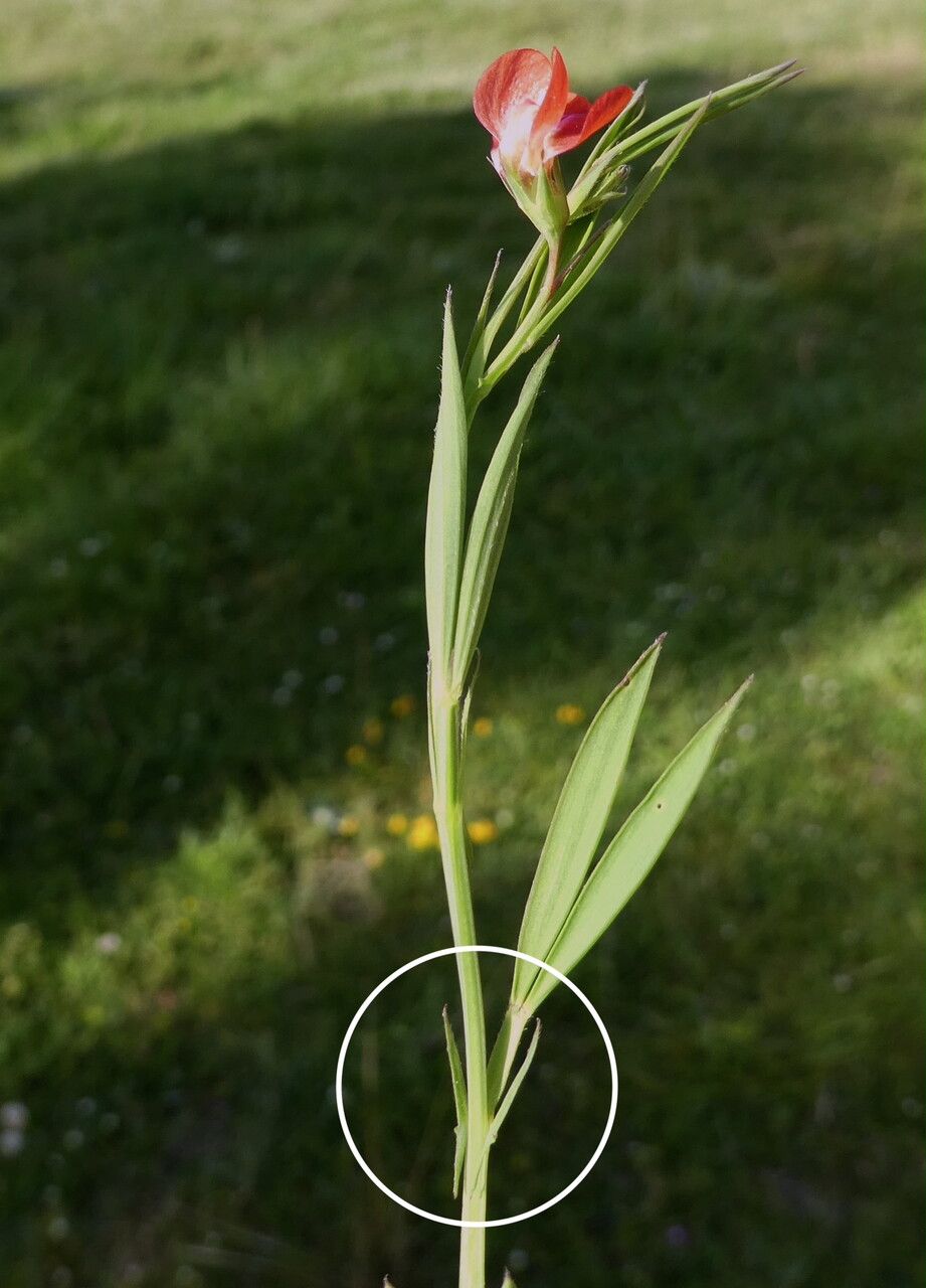 Lathyrus sphaericus — search result for 'Lathyrus'