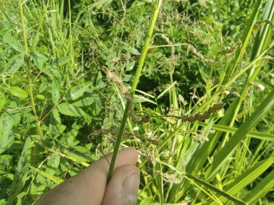 Desmodium intortum fruit