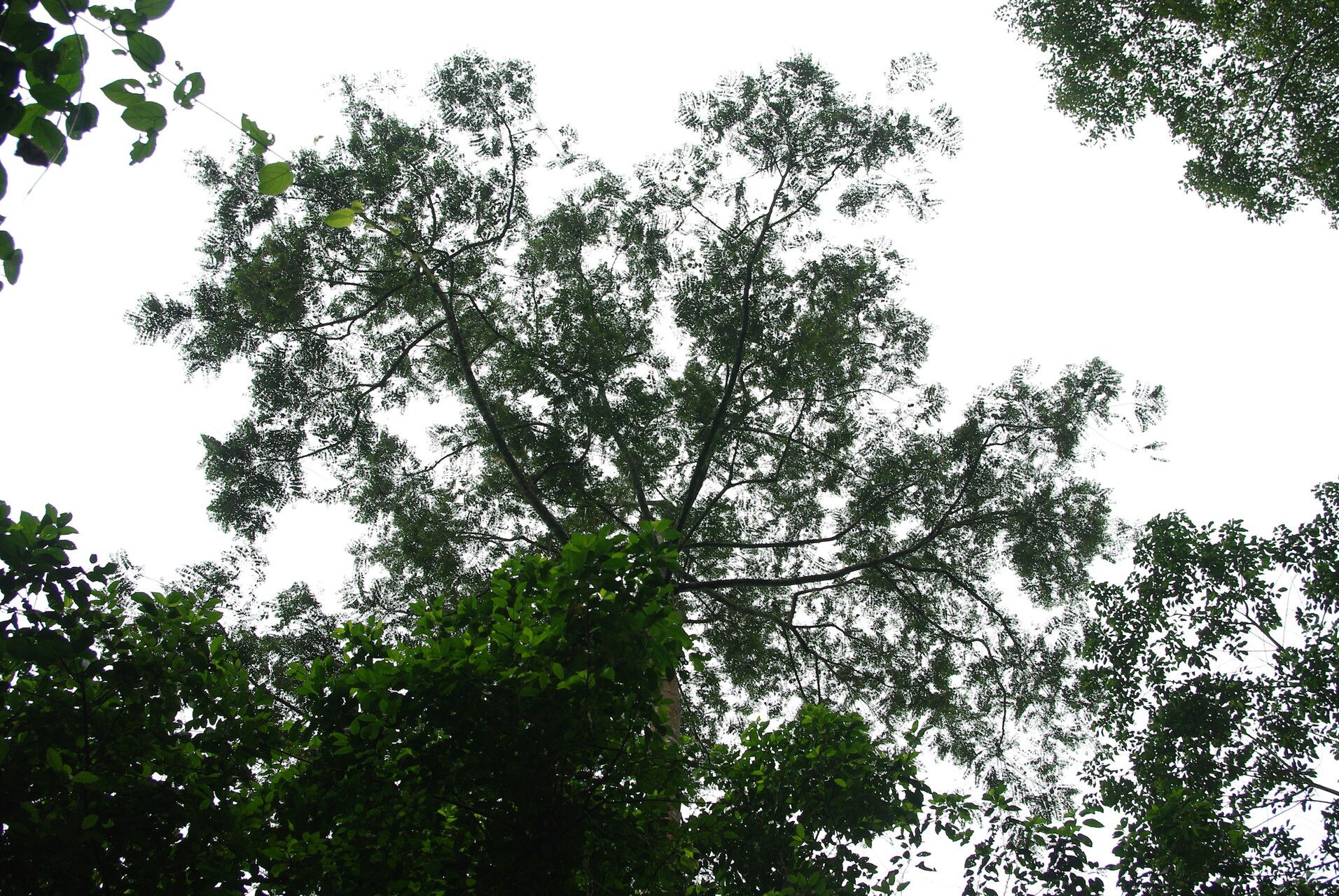 Xylopia hypolampra habit