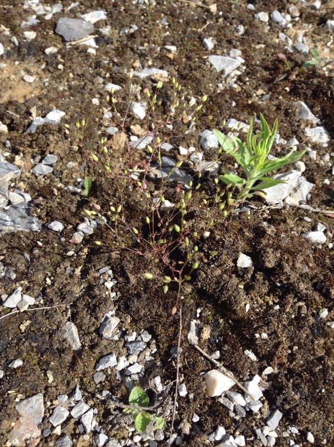 Minuartia hybrida — houseplant care guide