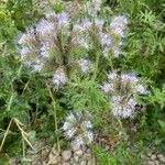 Phacelia tanacetifolia
