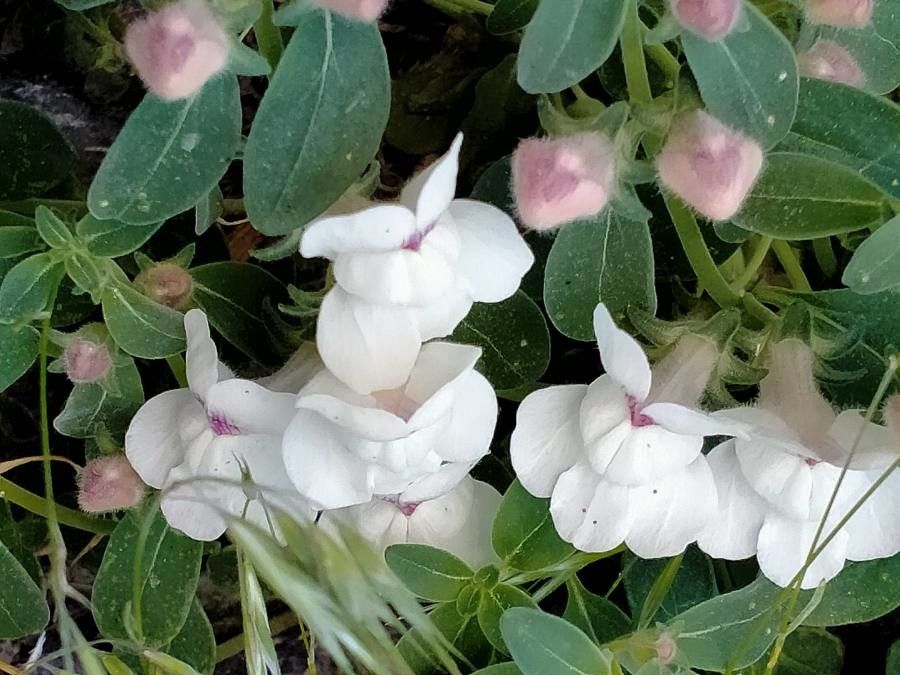 Antirrhinum sempervirens flower