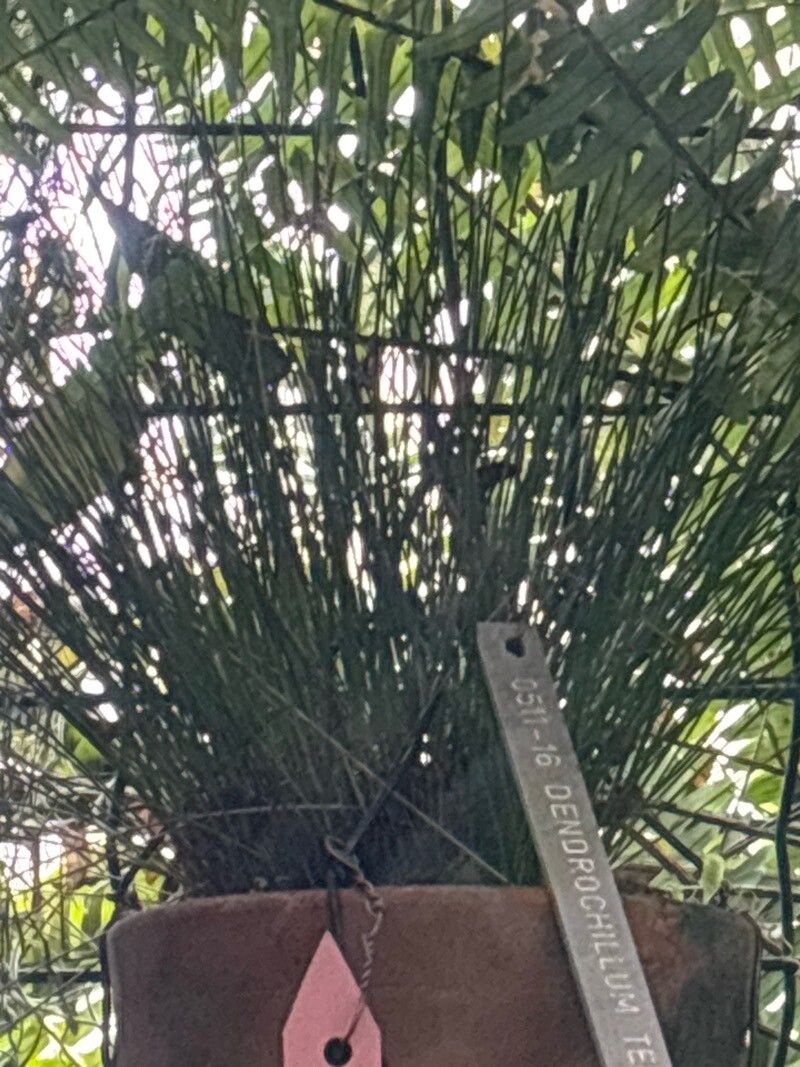 Dendrochilum tenellum leaf