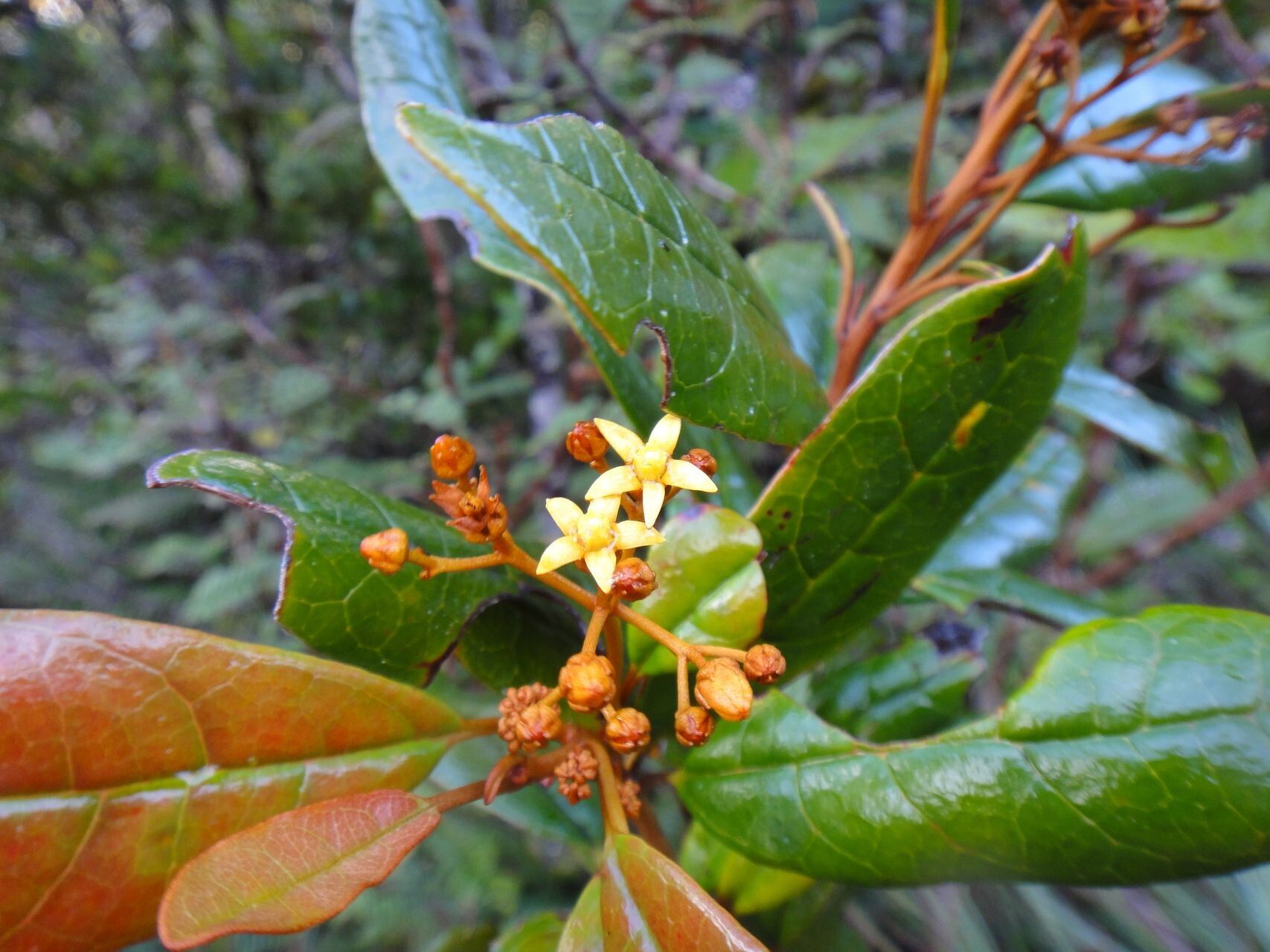 Argophyllum vernicosum flower