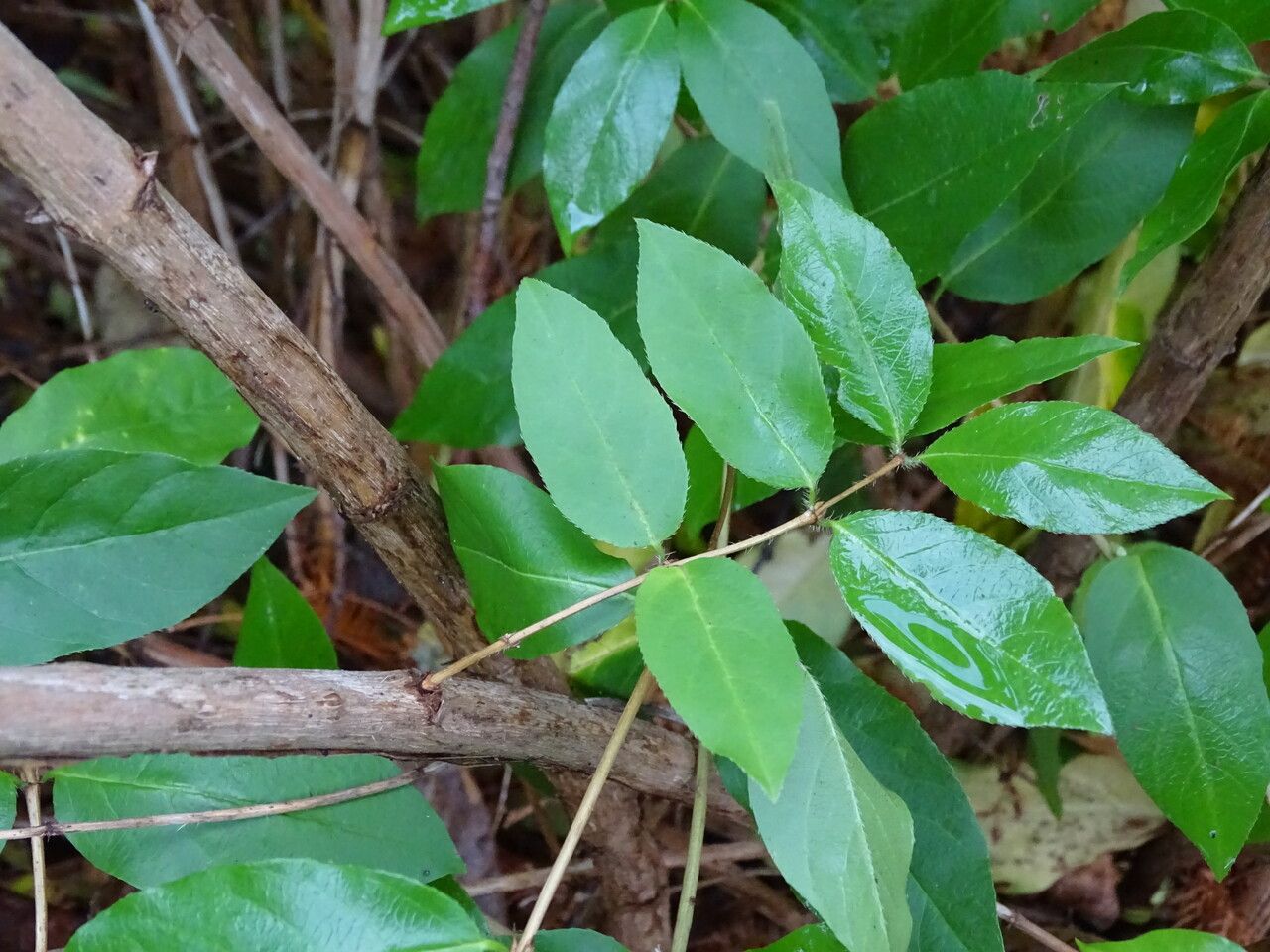 Lonicera standishii bark