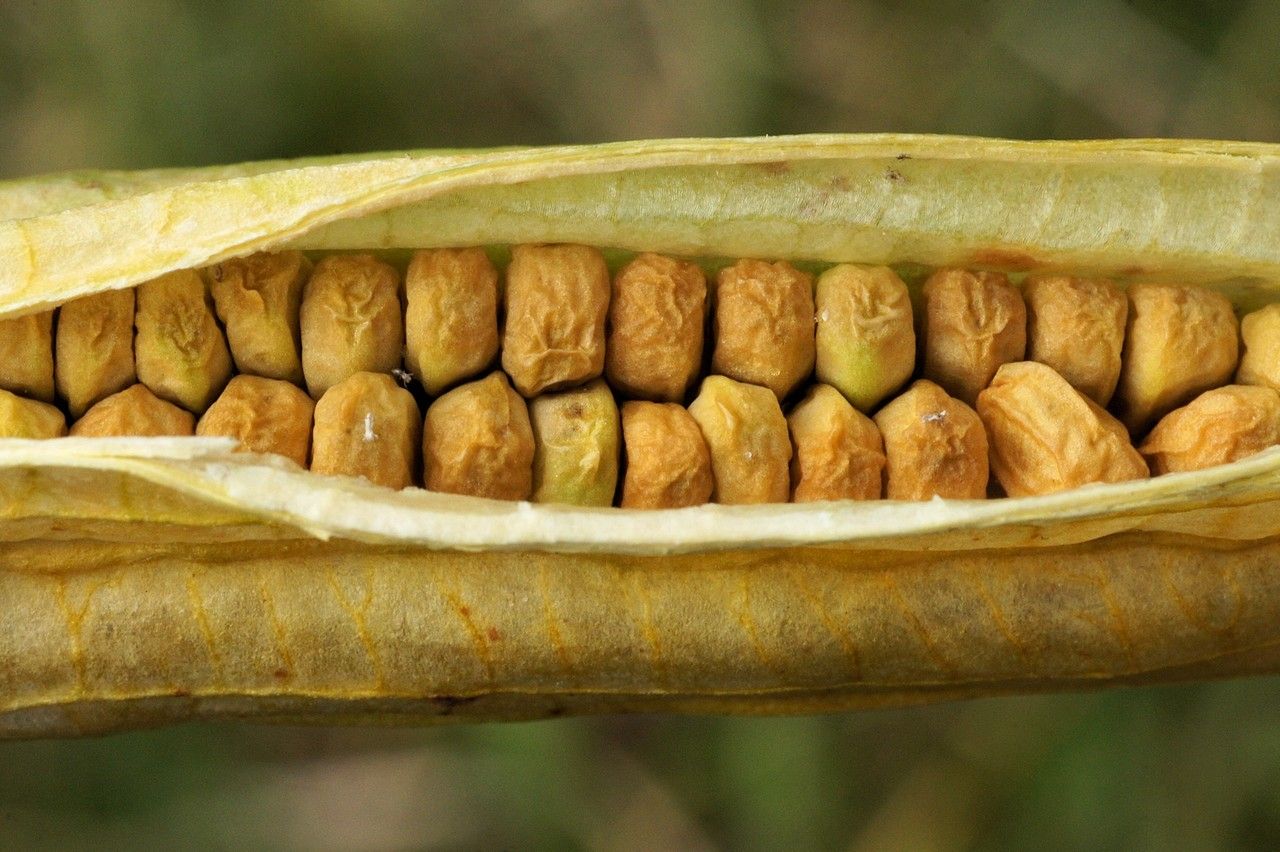 Iris latifolia fruit
