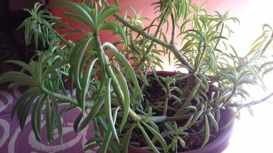 Senecio antandroi — search result for 'Senecio'