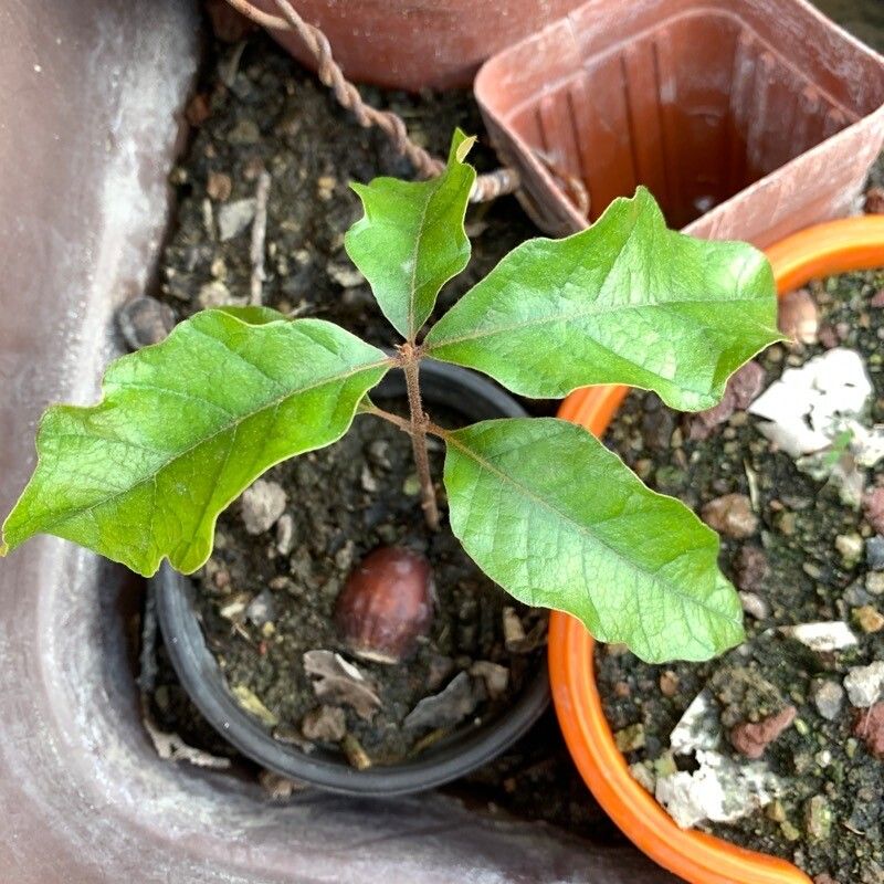 Quercus deserticola — houseplant care guide
