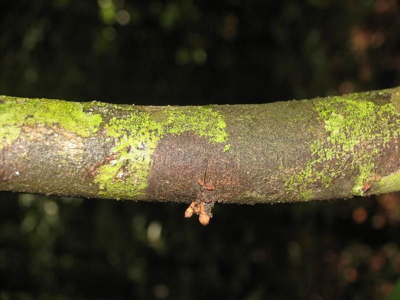 Anaxagorea dolichocarpa bark