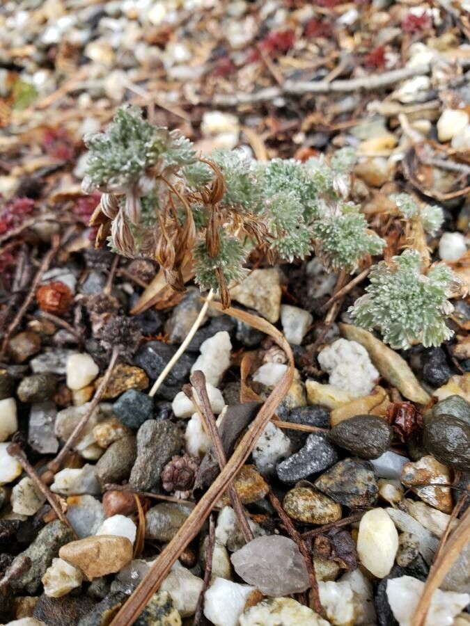 Artemisia frigida habit