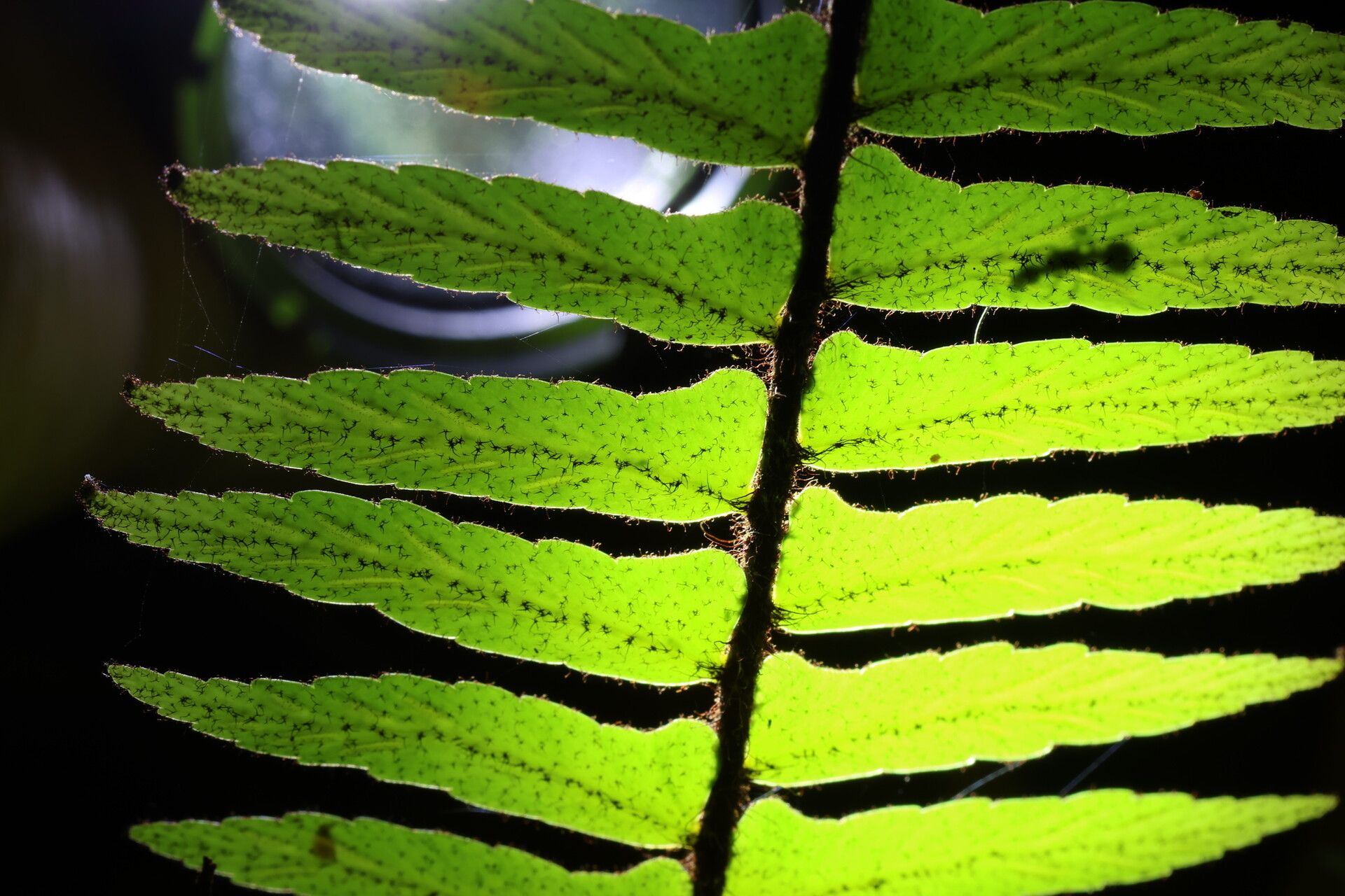 Asplenium pellucidum — houseplant care guide
