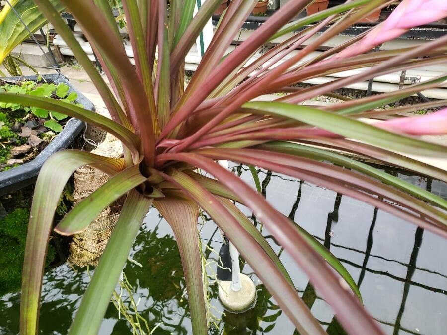 Tillandsia lindenii leaf