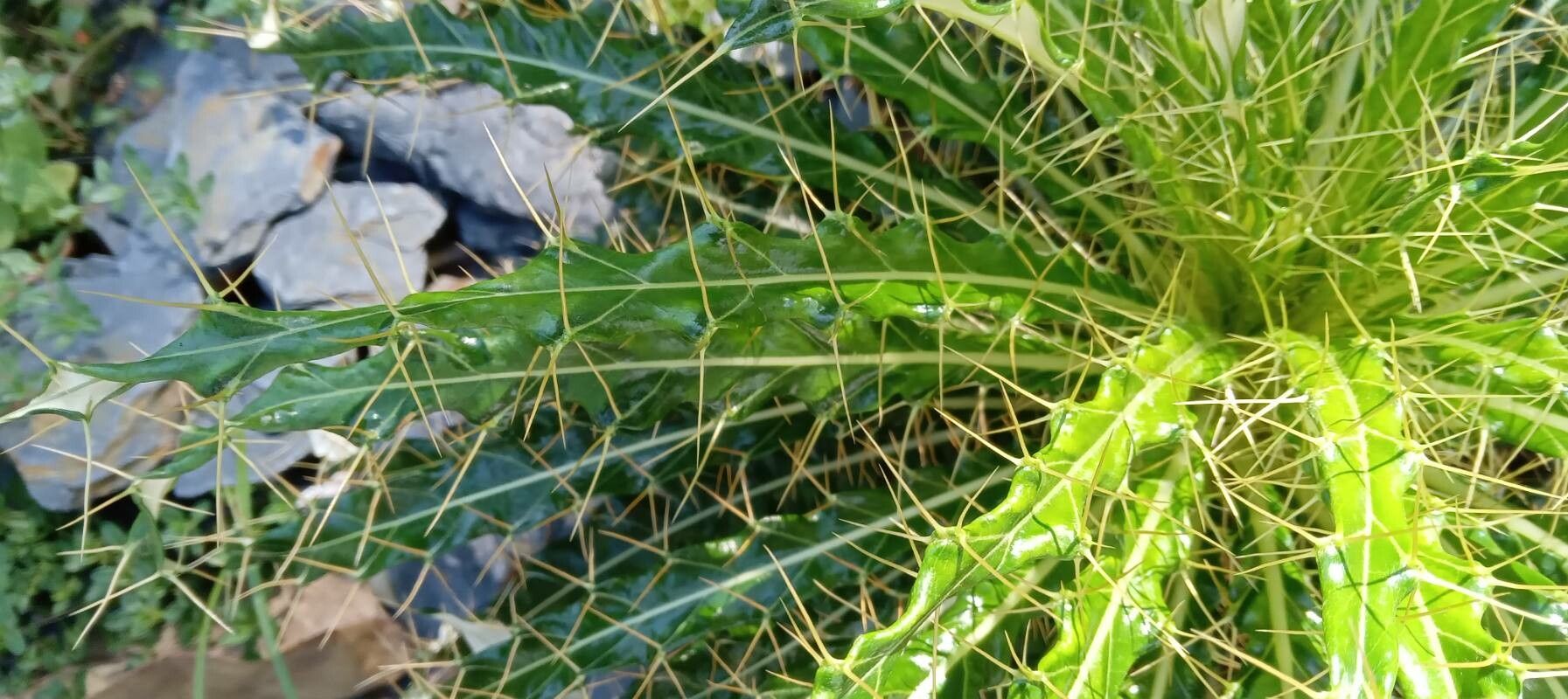 Ptilostemon casabonae leaf