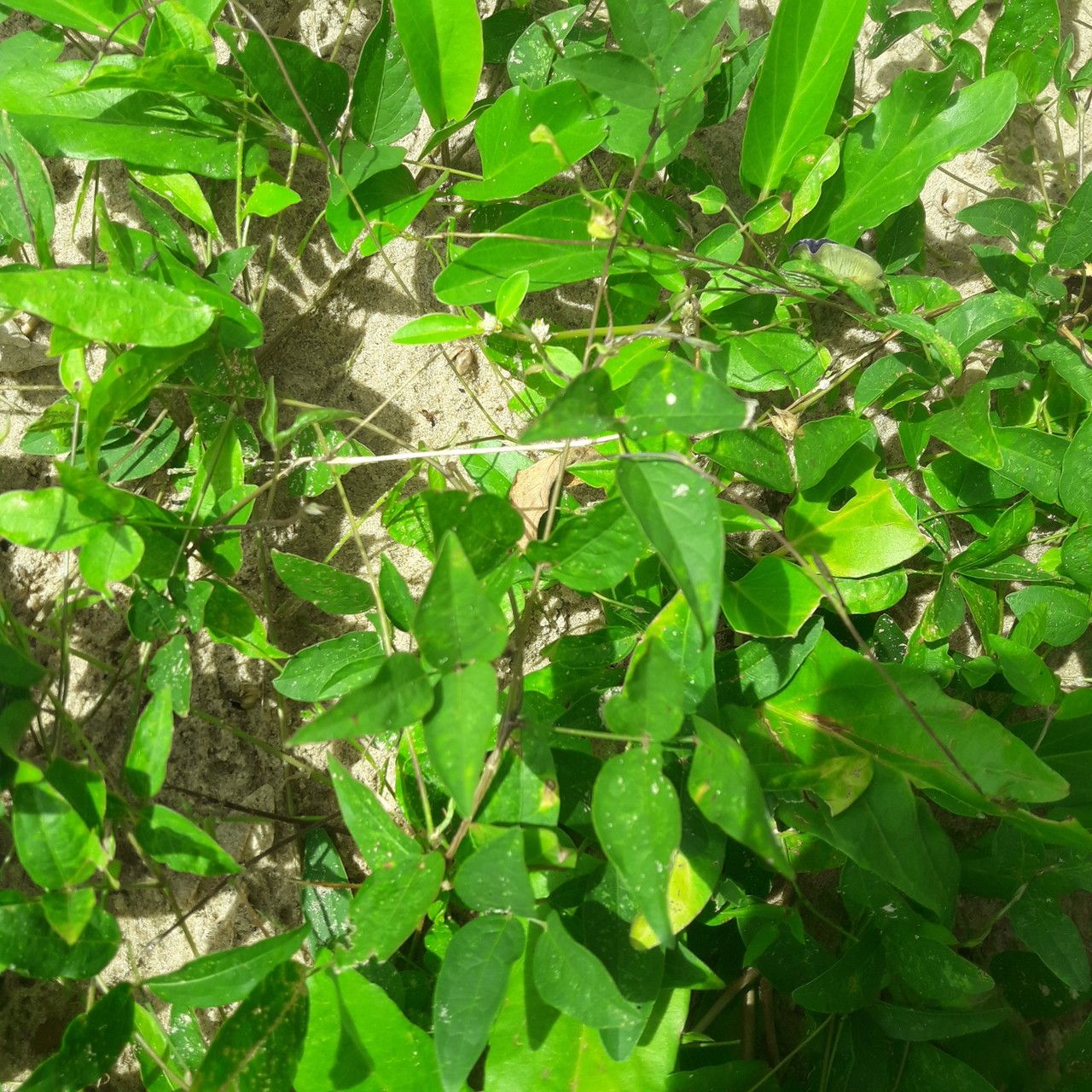 Centrosema brasilianum habit