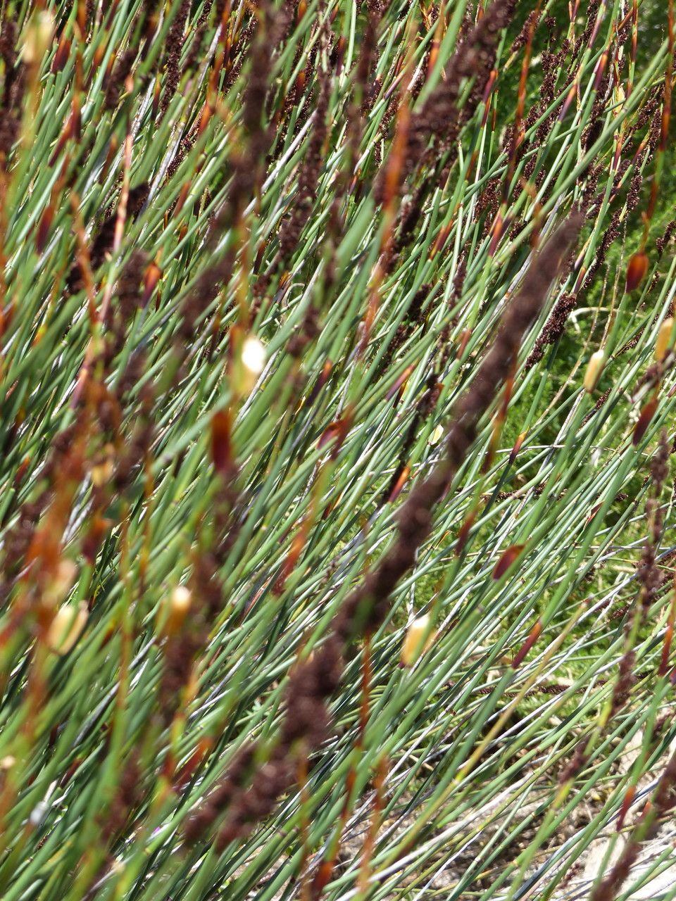 Elegia tectorum flower