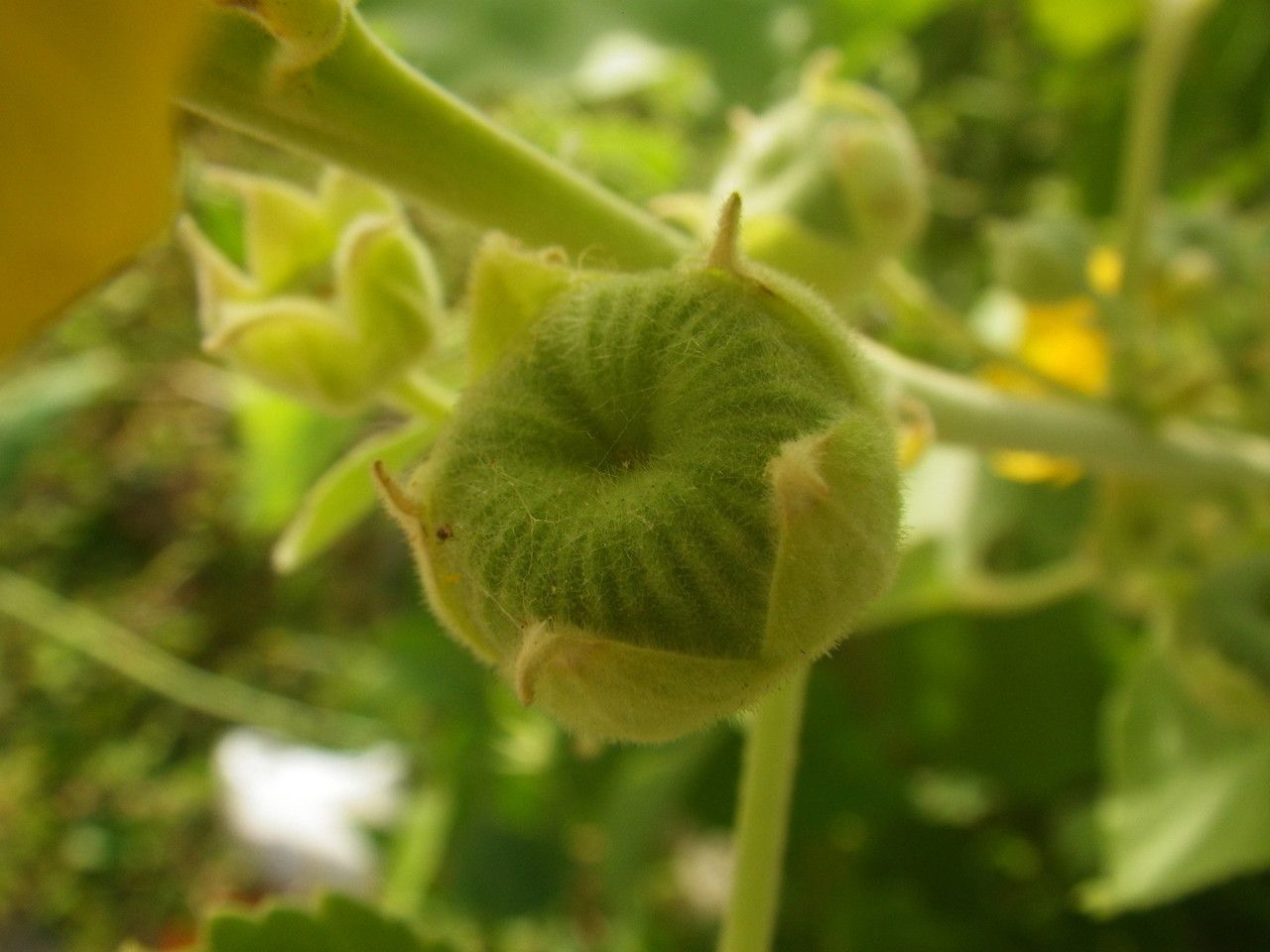 Abutilon pannosum fruit