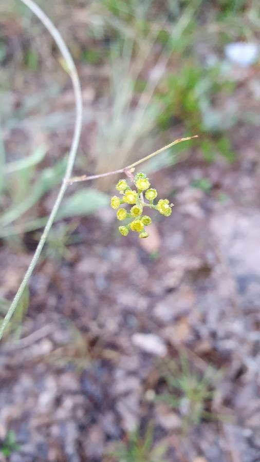 Bupleurum rigidum flower